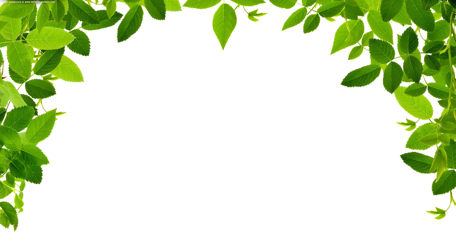 Leaves Real   Free Images At Clker Com   Vector Clip Art Online