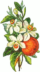 Peach Blossom Clip Art