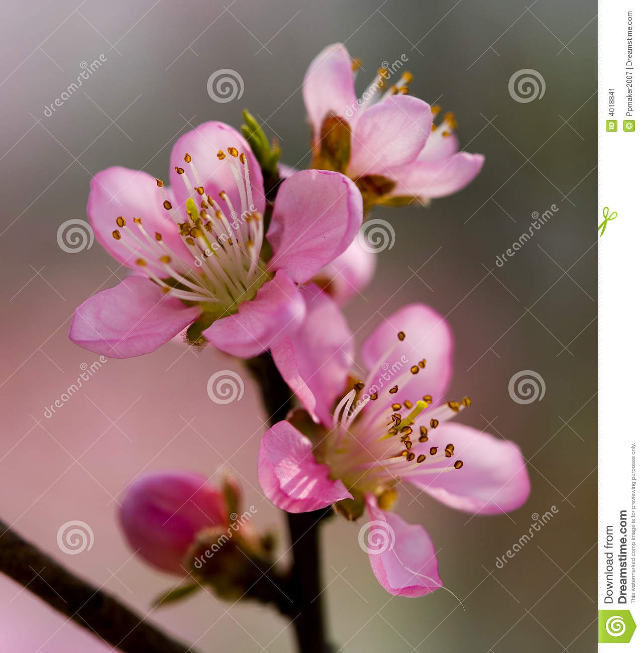 Peach Blossom Clipart Peach Blossom Stock Image