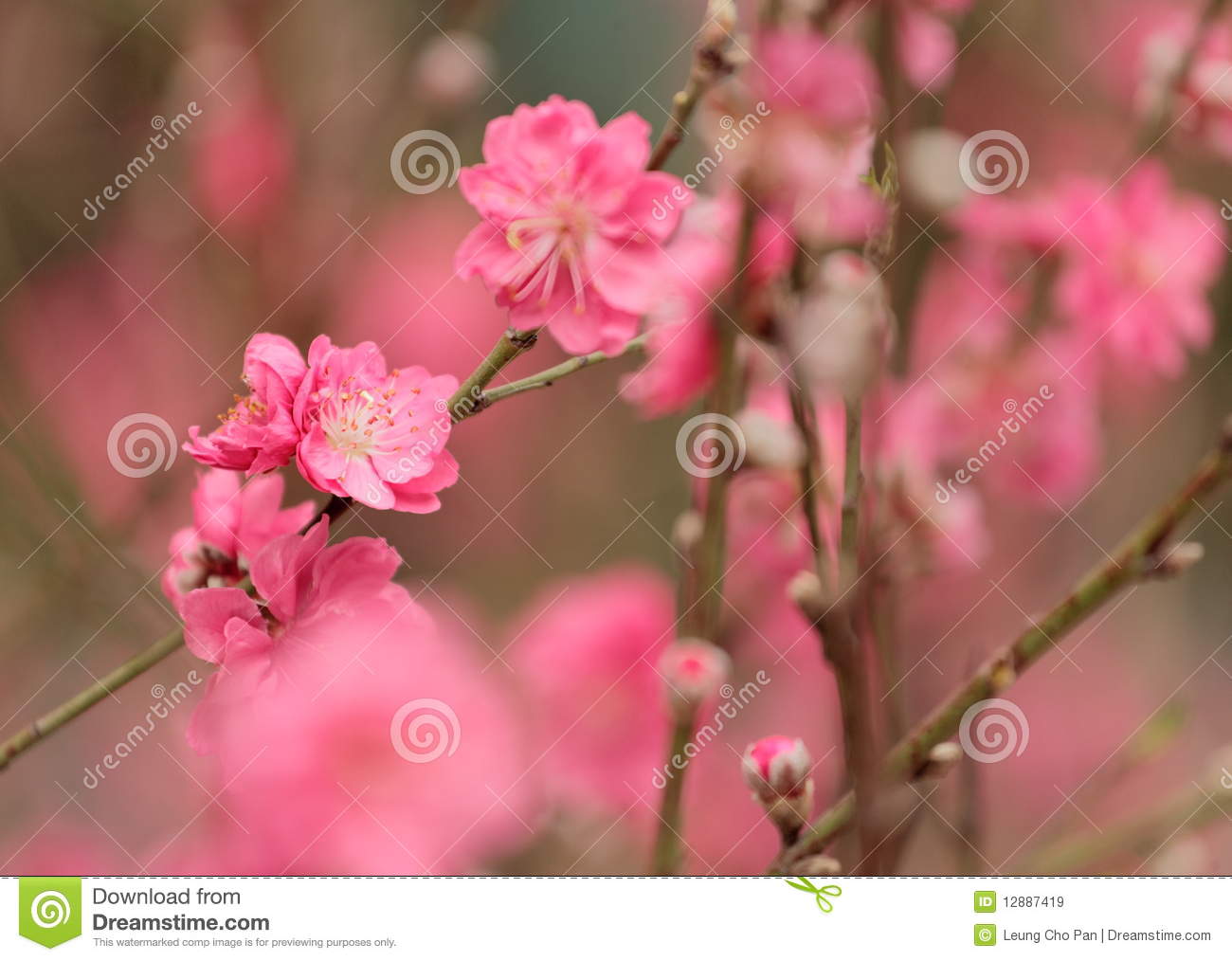 Peach Blossom Royalty Free Stock Images   Image  12887419