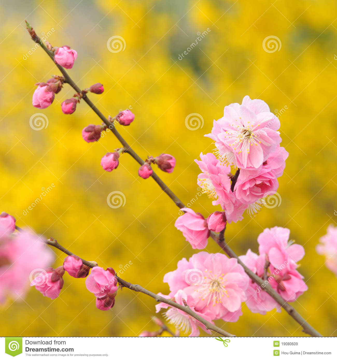 Peach Blossom Royalty Free Stock Images   Image  19080609
