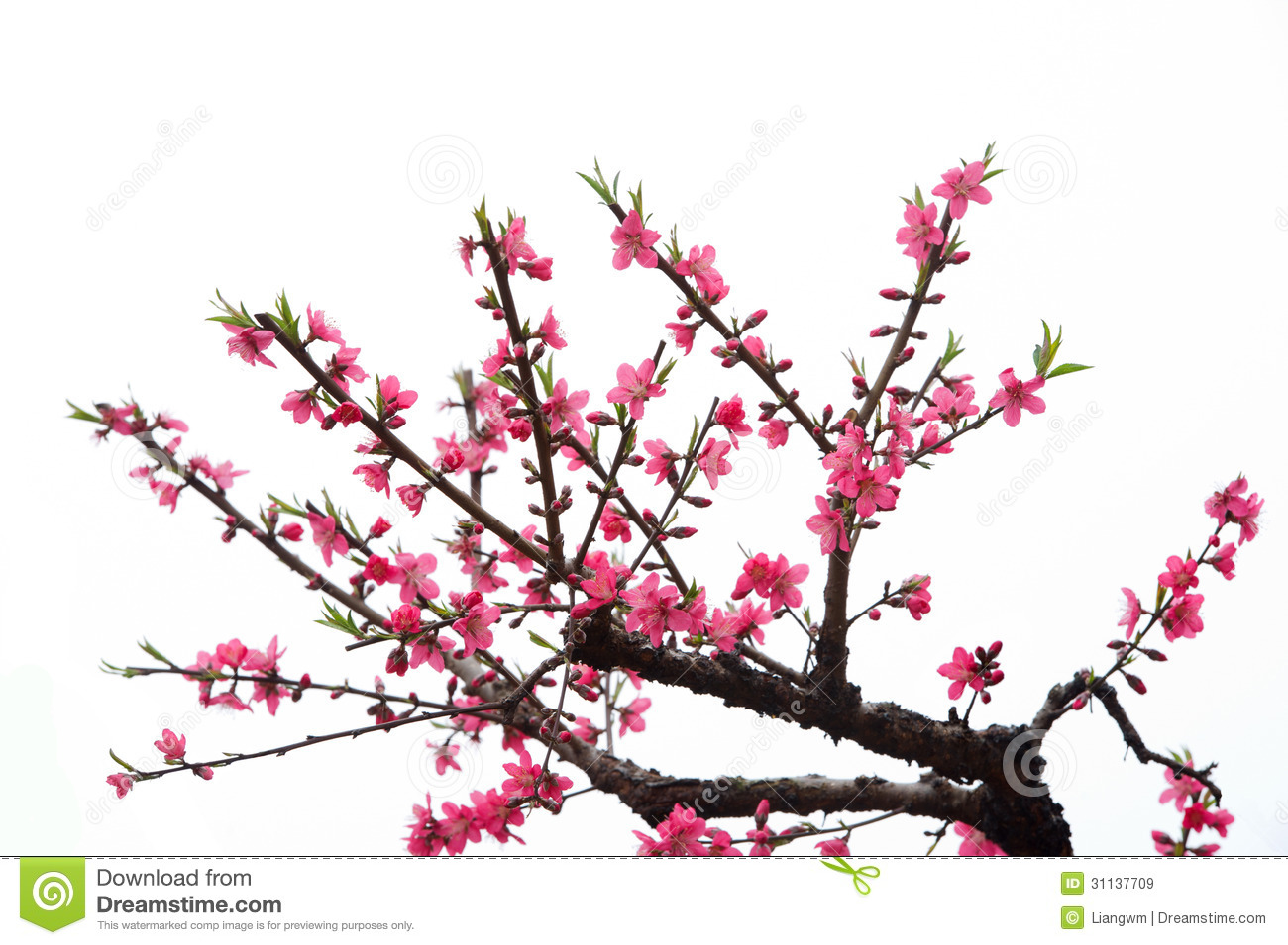 Peach Blossom Royalty Free Stock Images   Image  31137709