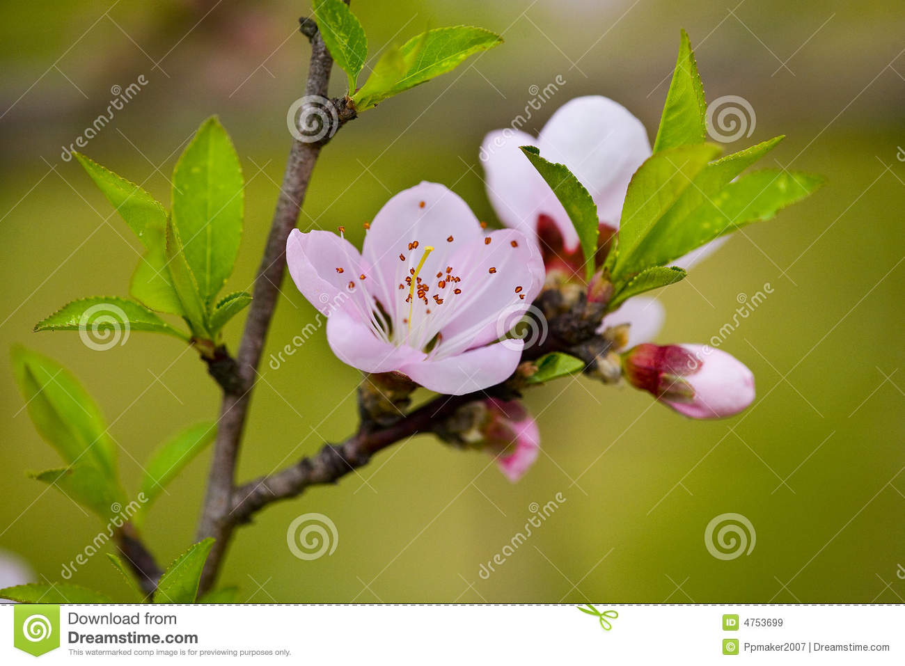 Peach Blossom Royalty Free Stock Images   Image  4753699