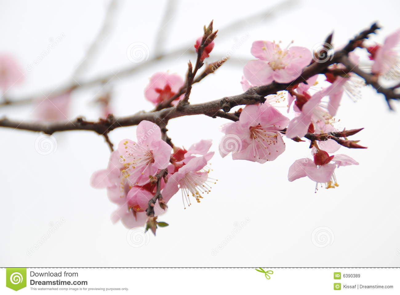 Peach Blossom Royalty Free Stock Images   Image  6390389