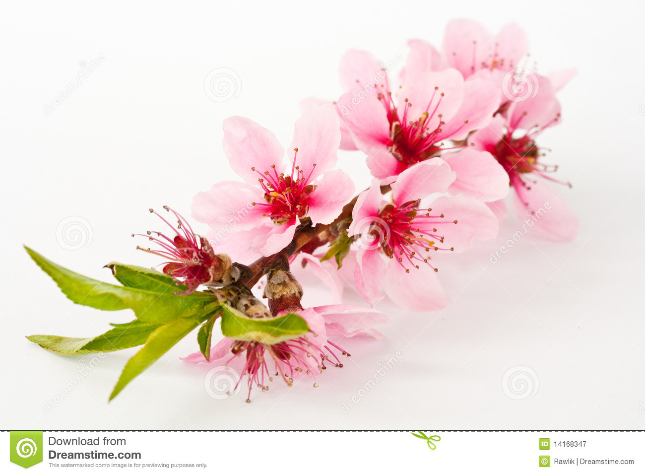 Peach Blossom Royalty Free Stock Photography   Image  14168347