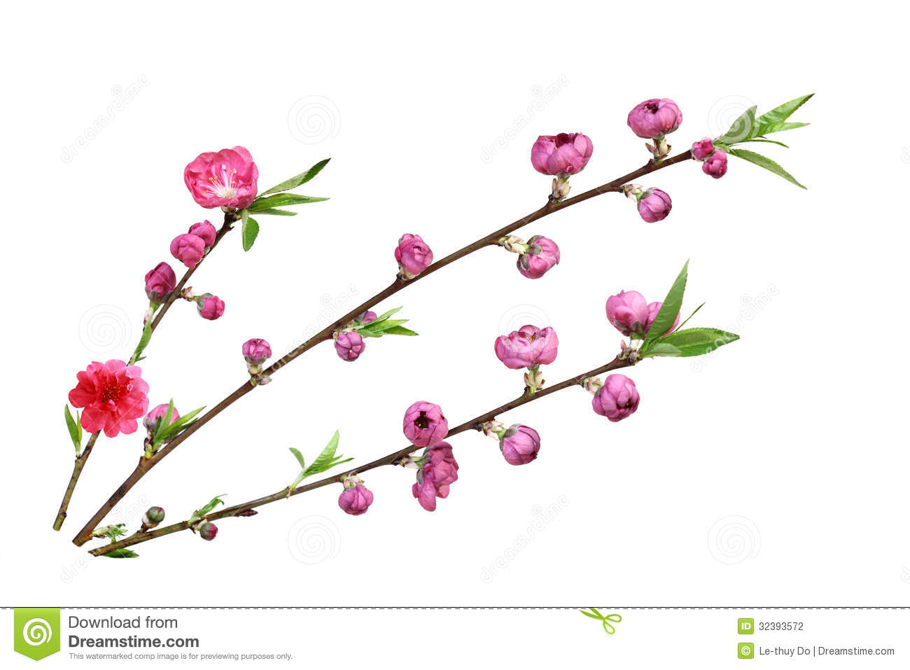 Peach Blossom Stock Photography   Image  32393572