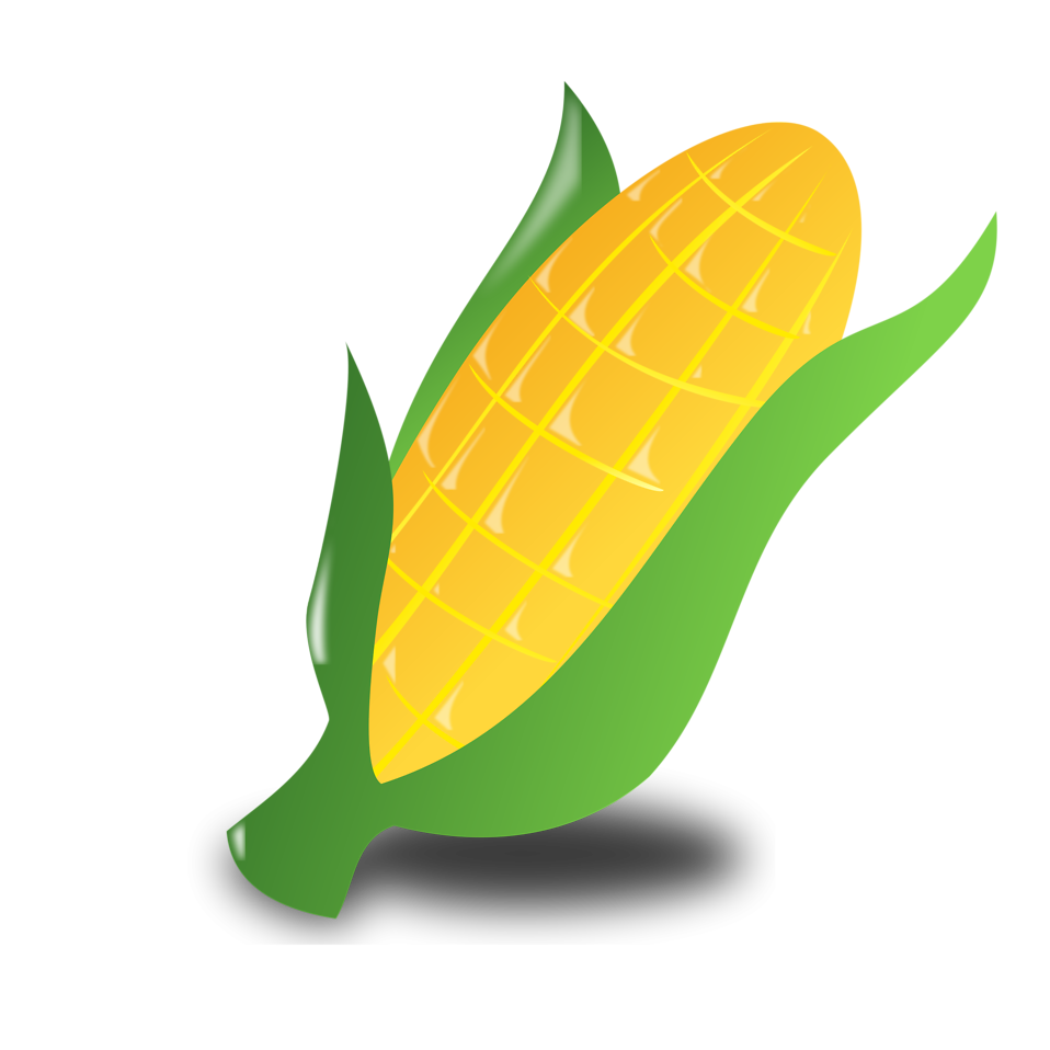 Corn   Free Stock Photo   Illustration Of An Ear Of Corn     14948