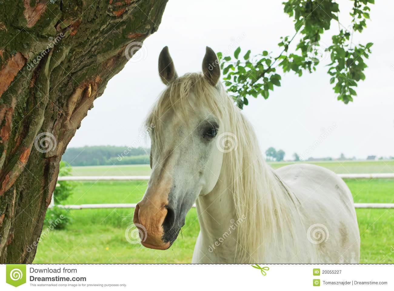 Horse Royalty Free Stock Photography   Image  20055227