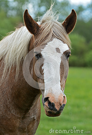 Horse Royalty Free Stock Photography   Image  24984217
