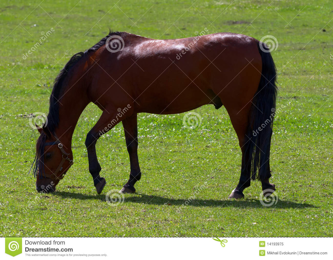 Thoroughbred Horse Graze In A Field Of Green Grass
