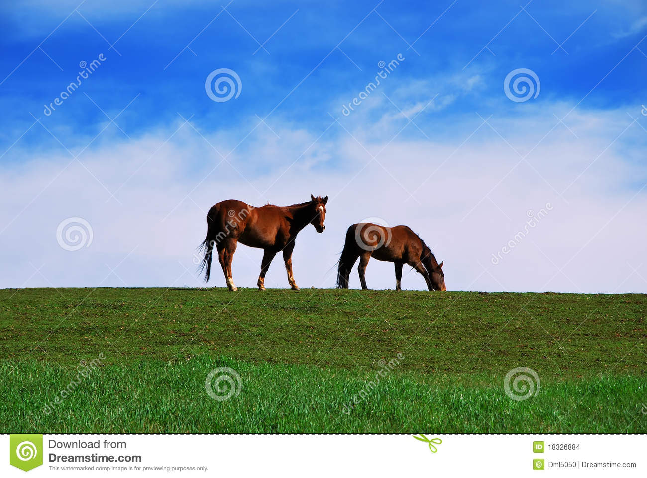 Two Brown Horses Grazing On Pasture On Green Grass And Blue Sky Cloudy