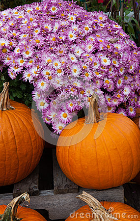 Mums And Pumpkins Royalty Free Stock Photography   Image  28979097