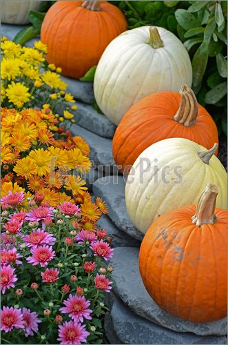     Mums Http Www Featurepics Com Online Colorful Fall Mums Picture352213