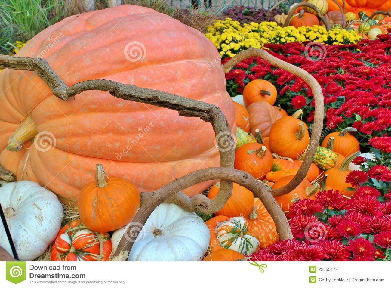 One Large Pumpkin And A Variety Of Other Holiday Vegetables Sitting By    