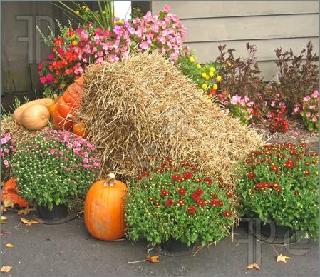 Photo Of Autumn Mound With Hay Mums And Pumpkins 