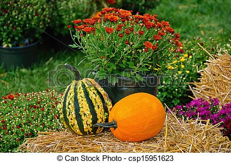 Photo Of Fall Gourds And Pumpkins   Fall Gourds On Hay Bale With Mums    