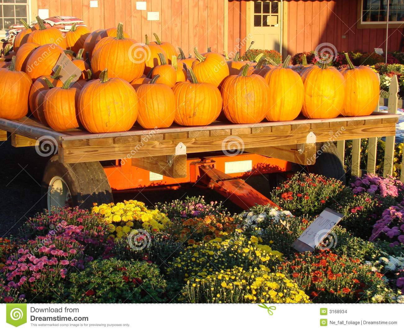 Pumpkins On A Wagon And Mums For Sale At A New England Farmstand In    