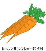 33446 Clipart Of A Group Of Three Fresh Carrots Cleaned And Ready For