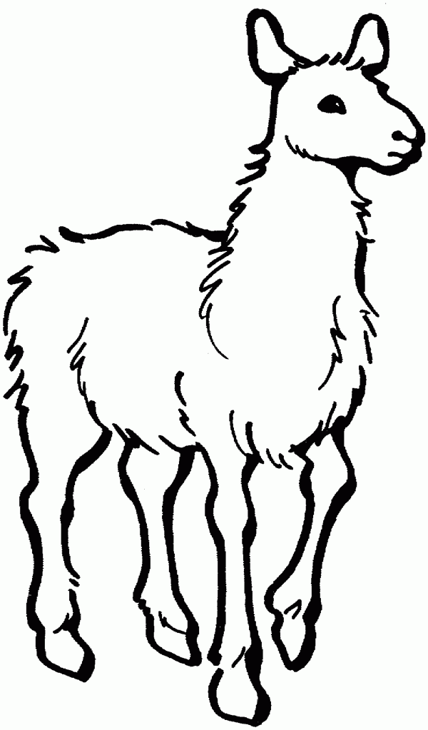 Cartoon Llama Pictures