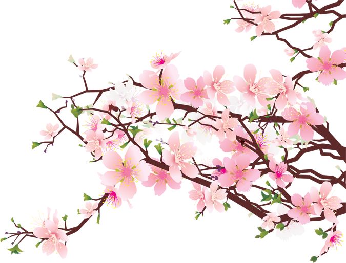 Cherry Blossom Clip Art   Cherry Blossom   Sakura   Pinterest   Cherry    