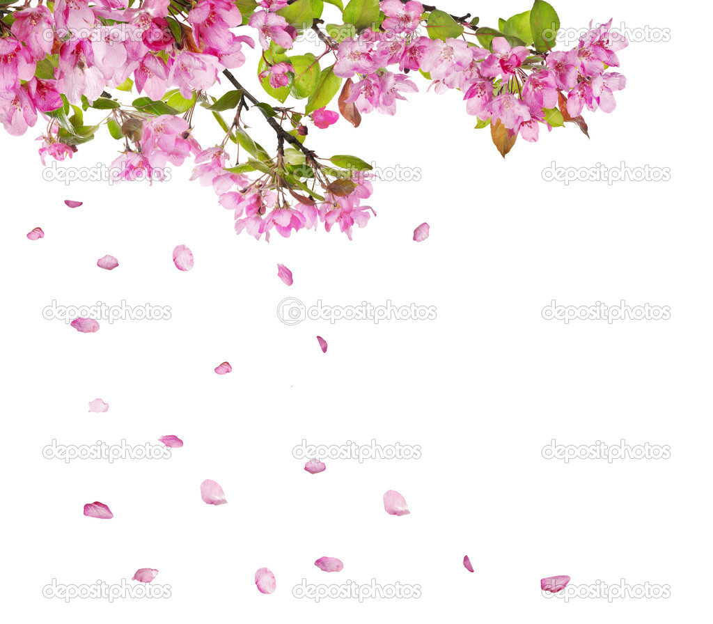 Apple Tree Flower Branches And Falling Petals   Stock Photo   Dr