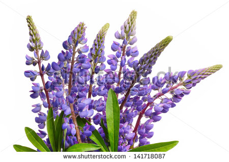 Blue Bonnet Flower Clip Art Wild Lupines Or Bluebonnet Flowers On