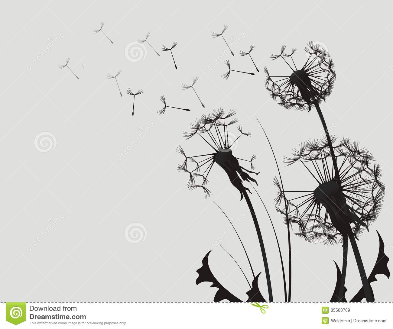 Dandelion Silhouette Royalty Free Stock Images   Image  35500769
