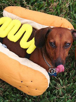One Hot Dog   Pets  Dogs  Petcostumes  Halloween  Halloweencostumes