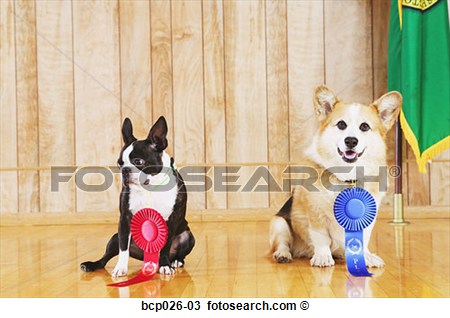 Stock Photo   Portrait Of Dog Show Winners  Fotosearch   Search Stock