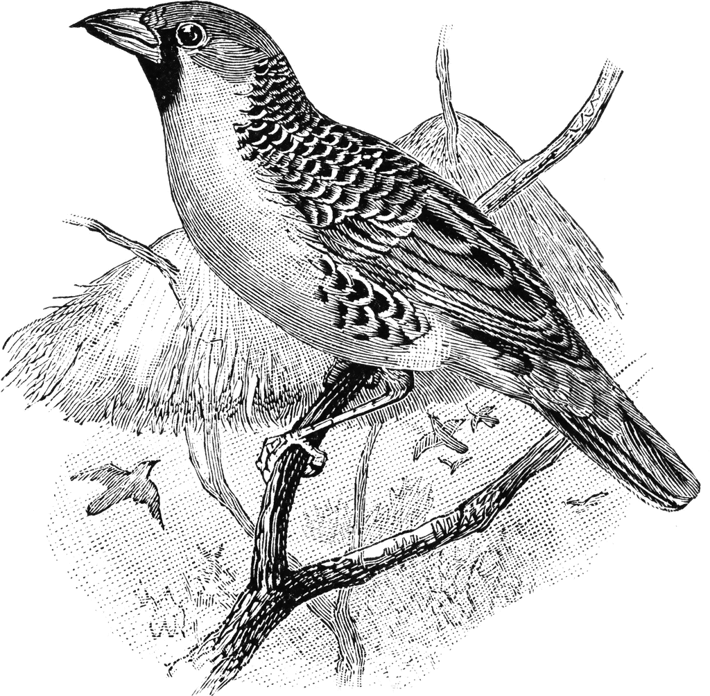 Social Weaver Bird