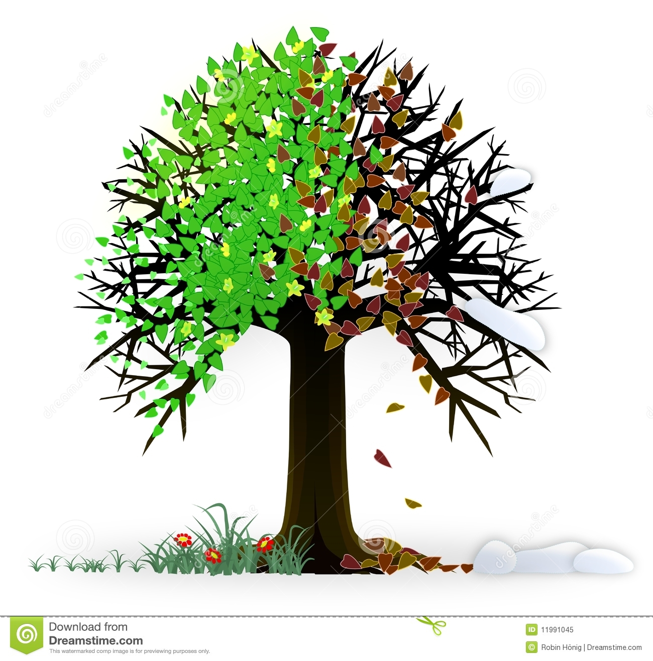 All Seasons Tree Royalty Free Stock Photo   Image  11991045