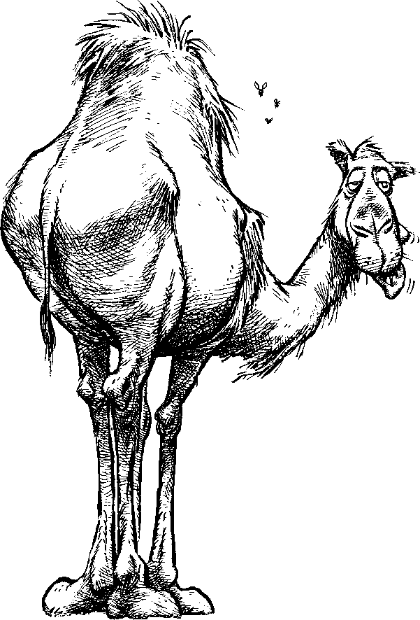 Camel Clip Art Black And White Image Camel Png