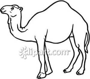 Classic Black And White Camel