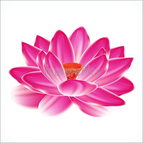 Water Lily Flower Isolated Element To Your Spa Design