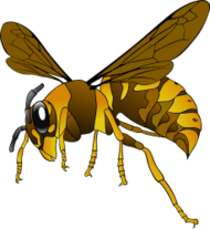 Brown Yellow Hornet Brown Yellow Hornet