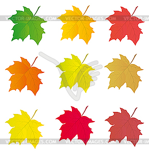Collection Of Colored Maple Leaves Design   Vector Clipart   Vector