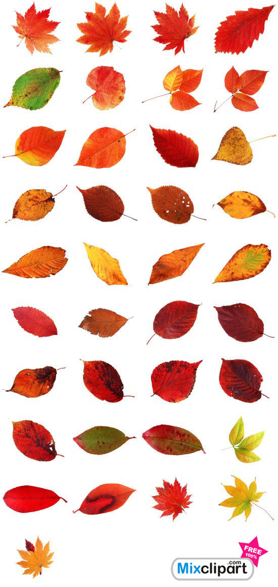 Colorful Autumn Leaves   Psd Files   Mixclipart Com   Free Clipart