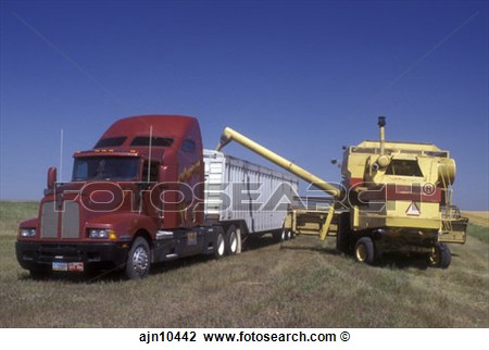Harvest Farm Machinery Harvesting Wheat Loading Grain Into Truck