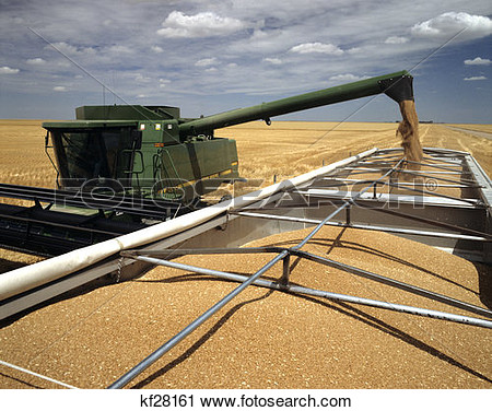 Harvest Near Haxtun Phillips County Colorado Grain Pouring Into Truck