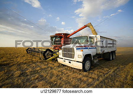 Of Lentils Unloading From Combine To Grain Truck Saskatchewan Canada