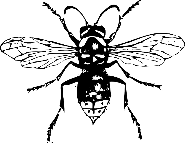 Outline Drawing Bug Bald Insect Faced Hornet