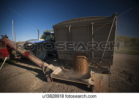 Unloading Grain Truck Redvers Saskatchewan Canada View Large Photo