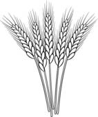 Bunch Of Vector Black And White Wheat Ears   Clipart Graphic