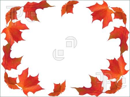 Clip Art Autumn Nature Borders   Fall Border Maple Leaves Isolated On    