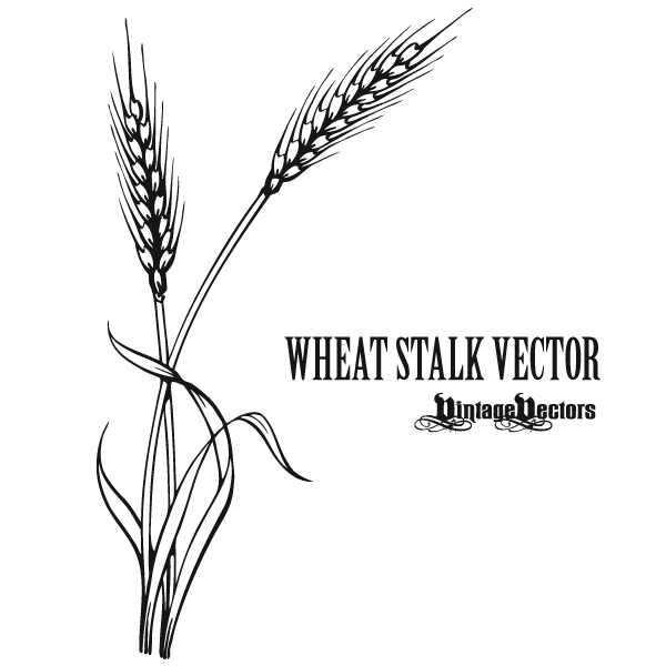 Wheat Grain   Item 2   Vector Magz   Free Download Vector Graphics