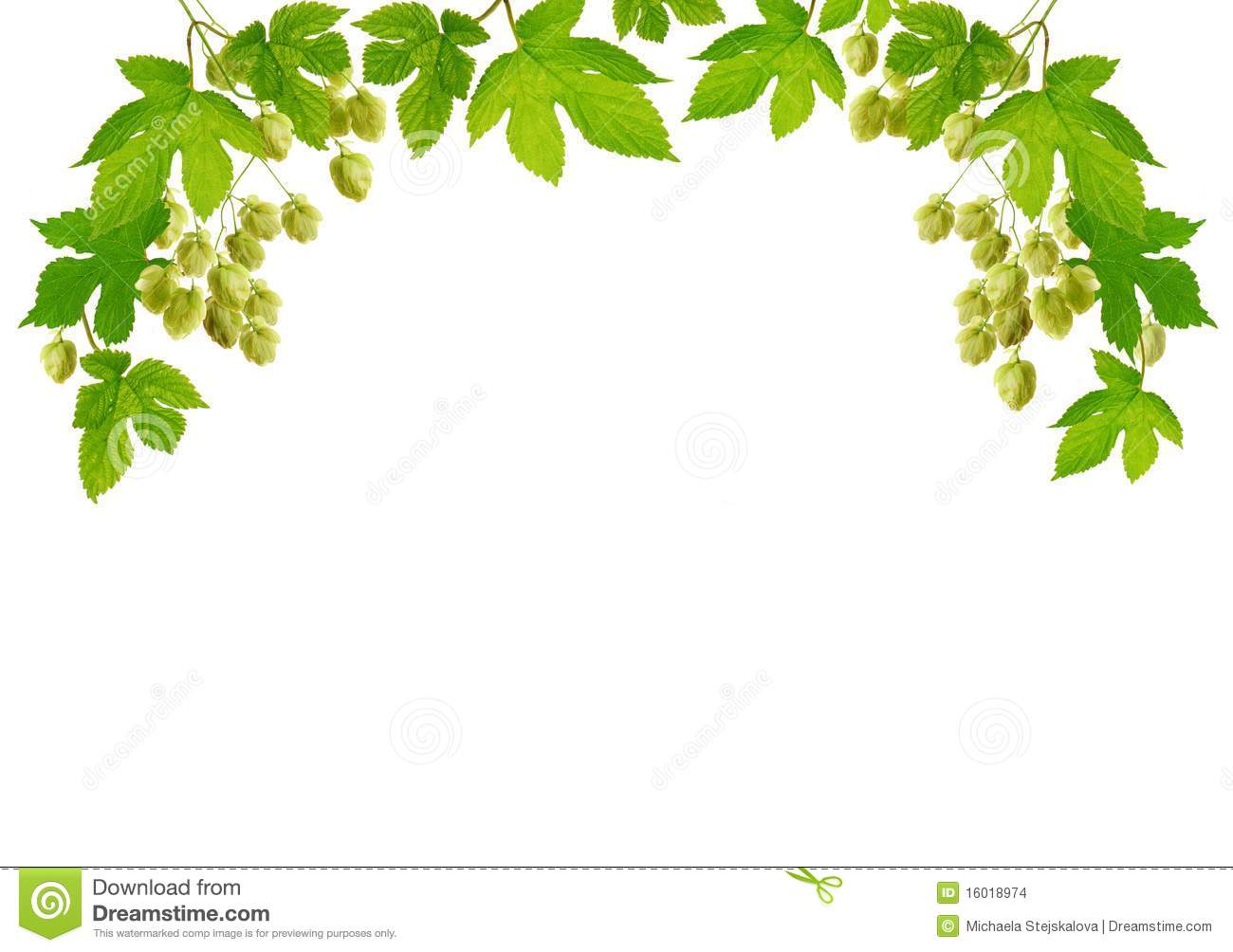 Hop Branches With Cones Stock Images   Image  16018974