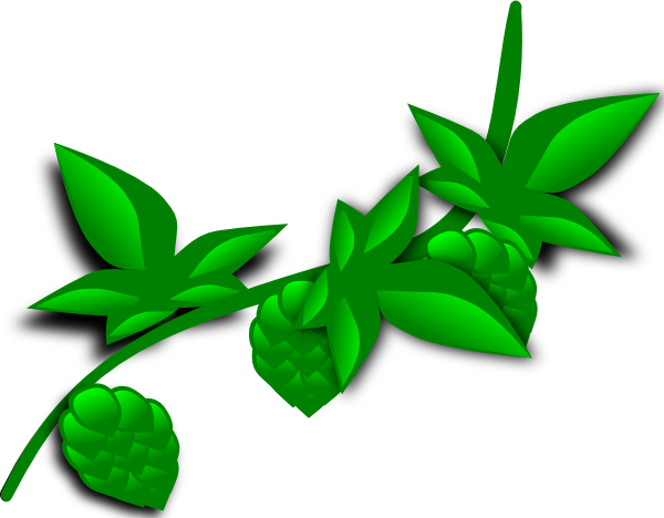 Hops Plant Clip Art   Vector