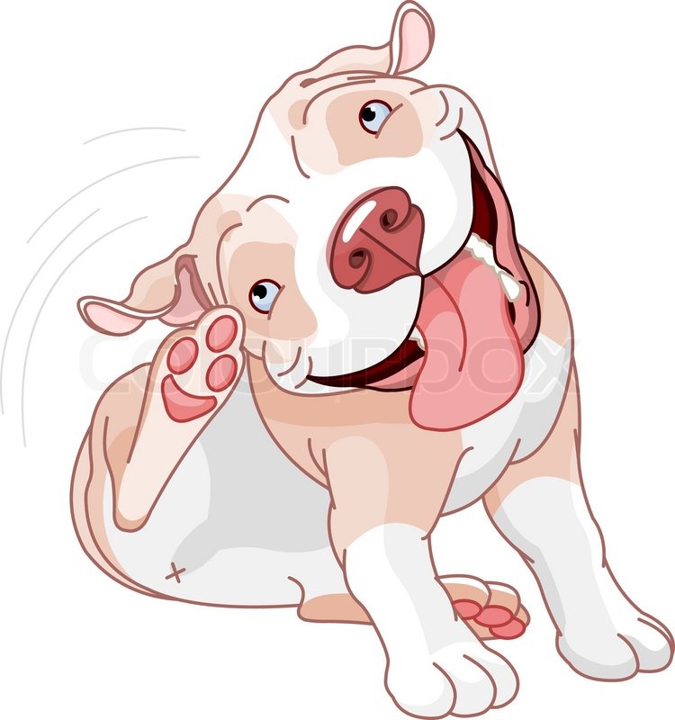 Of  Illustration Of A Cute Pit Bull Scratching Over White Background