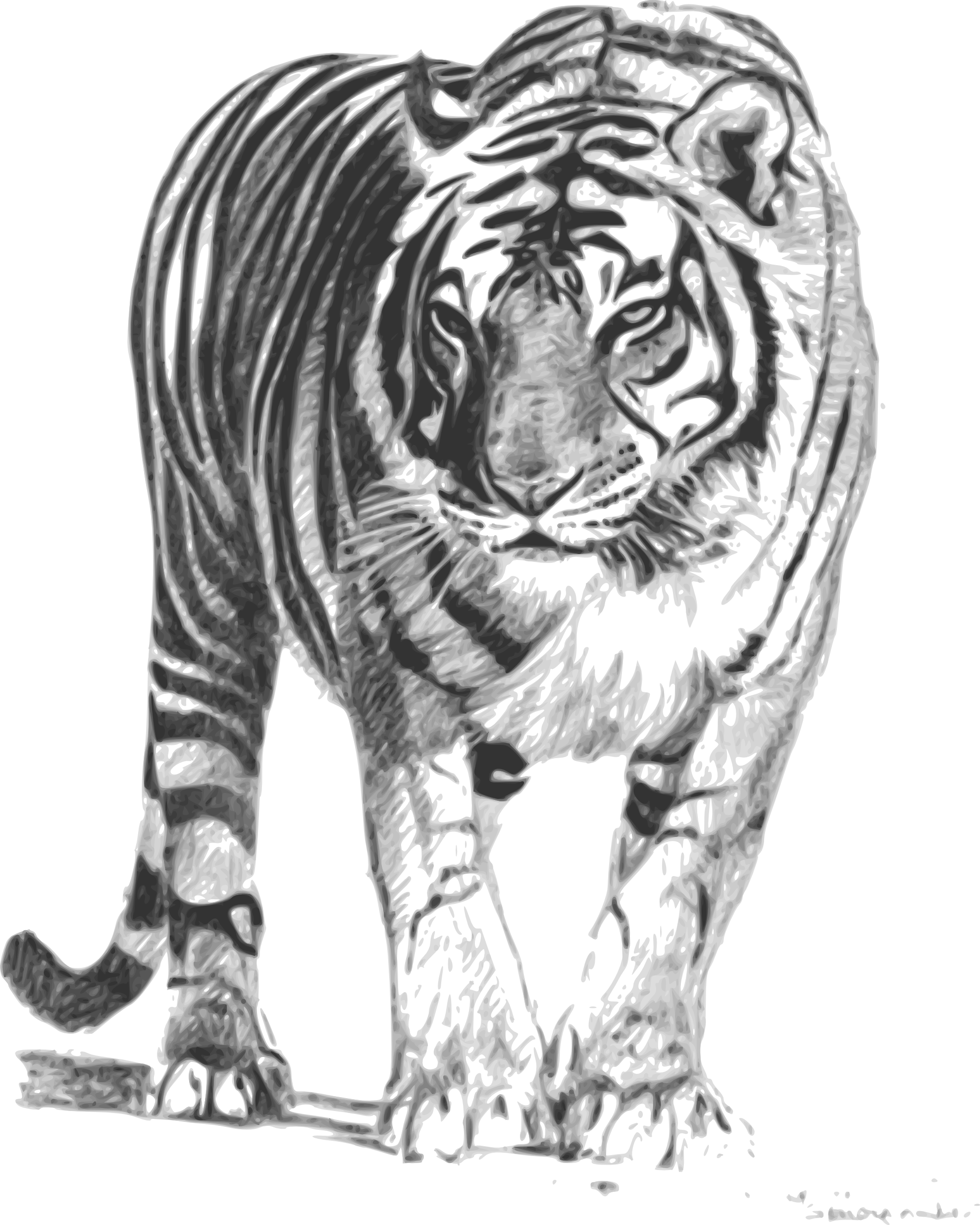 Bengal Tiger Png 154 K  Bengal Tiger 555px Png 325 K  Bengal Tiger