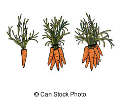 Carrots Vector Clipart And Illustrations